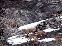 Doğamızda Dağ Keçileri
